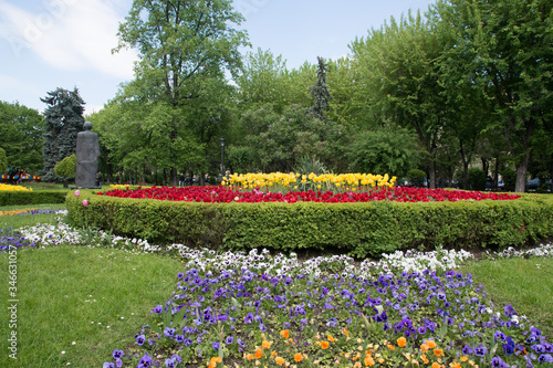 background with tulip flowerbed, red, yellow, white, flower garden