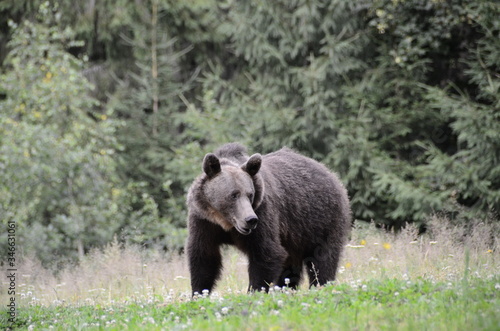 Orso europeo in una radura in mezzo nel bosco tra i monti Carpazi