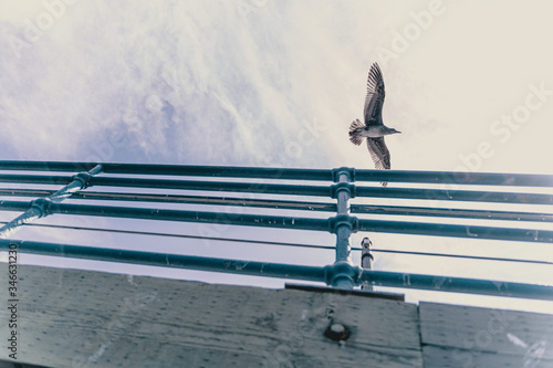 seagull at pier in California photo