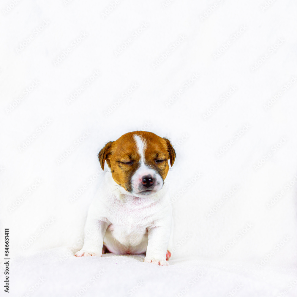 cute little puppy bitch jack russell with eyes closed sitting on a white background, isolate