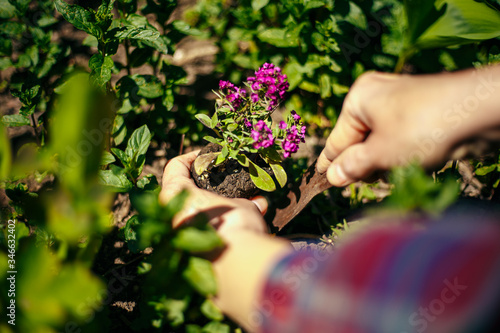 Closeup of woman's hands planting purple flower into the ground in her home garden helping with a trowel. A gardener transplant the plant on a bright sunny day. Horticulture and gardening concept.