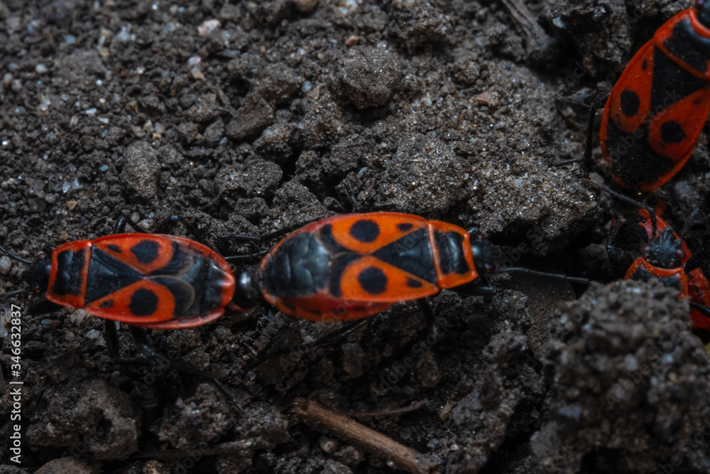Mating small insects. Macro photography. Mating small insects. Macro photography.