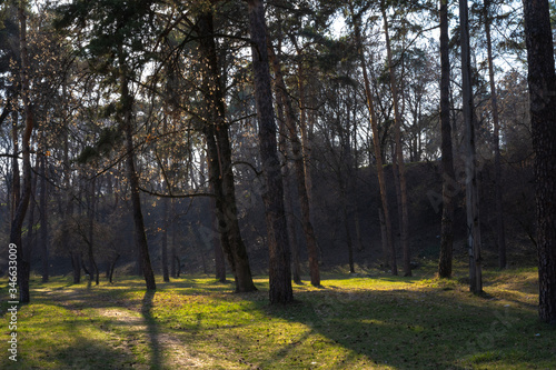 Fototapeta Naklejka Na Ścianę i Meble -  Path along the trees in the forest