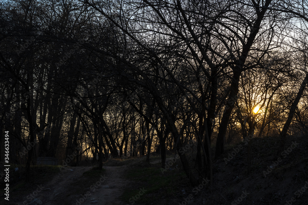 Path in the forest at sunset Path in the forest at sunset