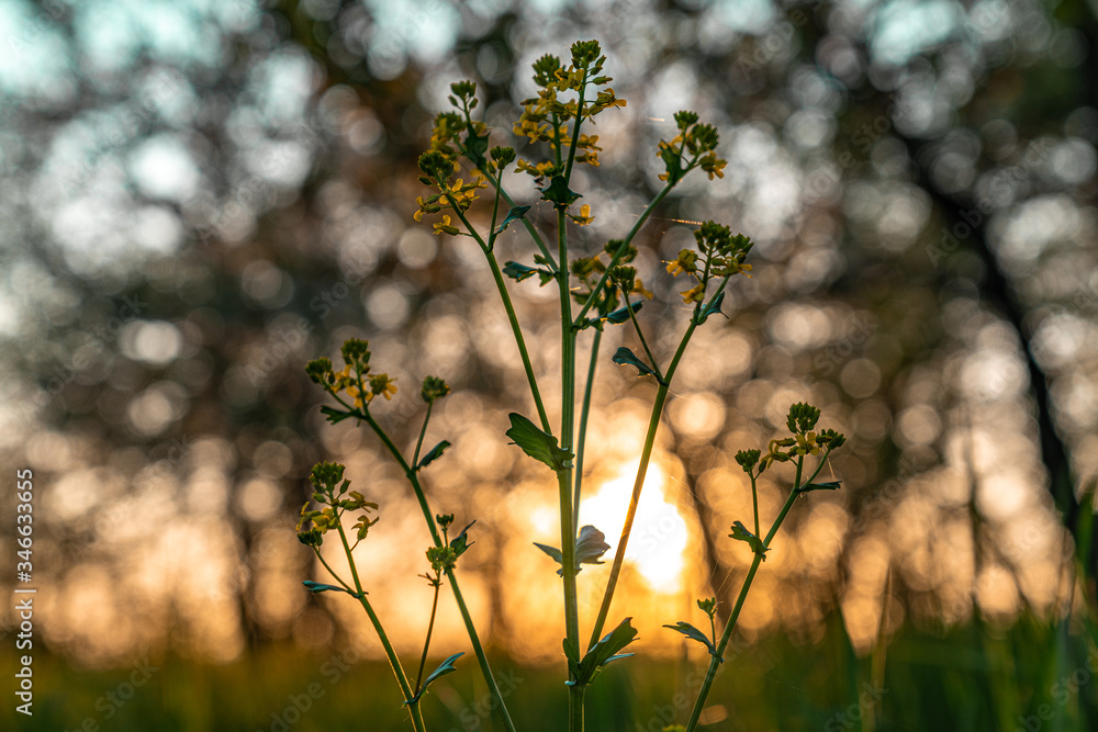 Close up of a tender plant with little yellow flowers Close up of a tender plant with little yellow flowers