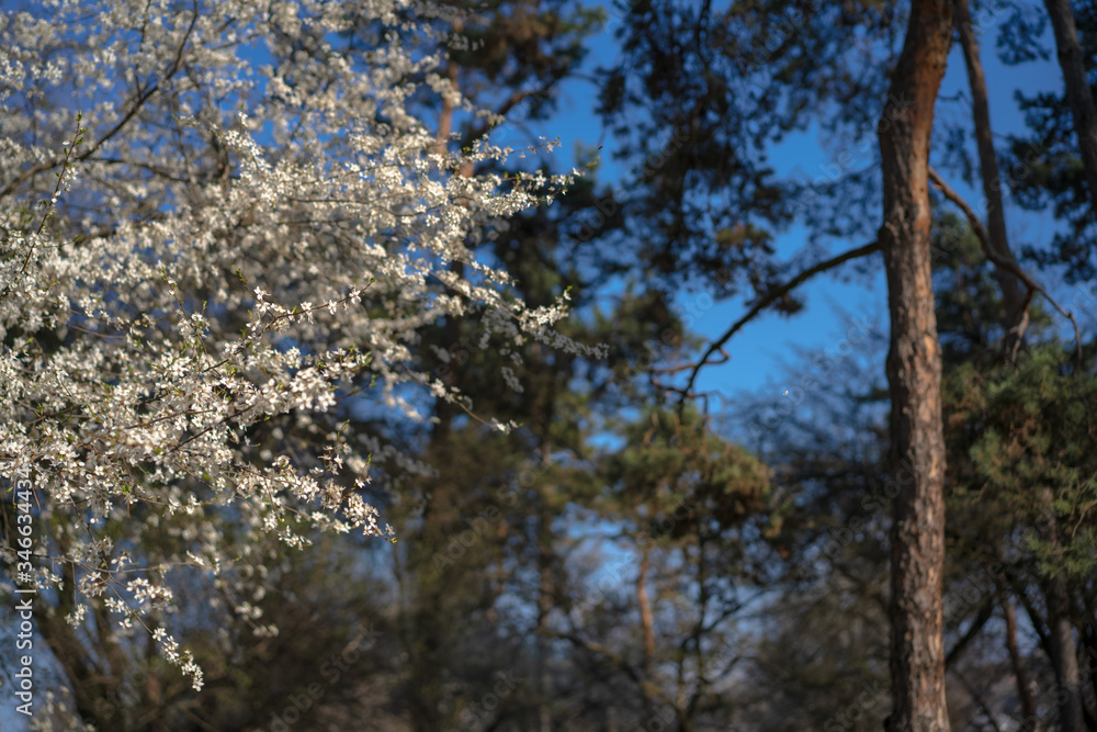 Flowering tree on the background of other trees Flowering tree on the background of other trees