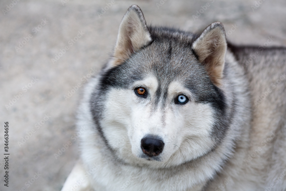 Siberian Husky is a sled dog. Eyes of different colors - one blue, the other brown. Walking with a dog is good for your health. Husky man's best friend
