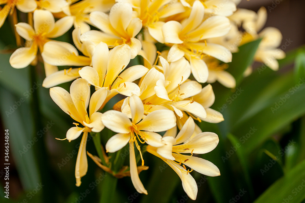 Obraz premium Clivia miniata flower in the garden background. Fresh bunch yellow Natal lily or Bush lily flowers with green leaves.