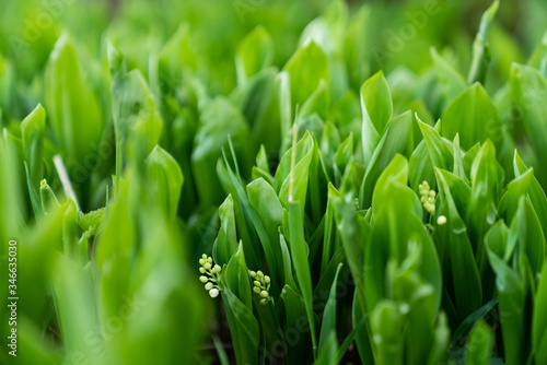 Tender wild lily of the valley on green natural background close up