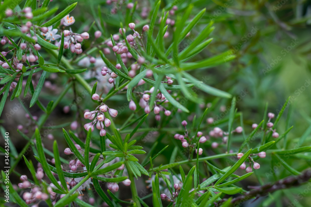 Asparagus ferm blooming with a lot of little white flowers that before are like pink buds