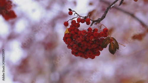 CU, slow motion: bright red ashberries on sorb tree thin branch covered with white ice on blurred background in winter forest extreme close view photo