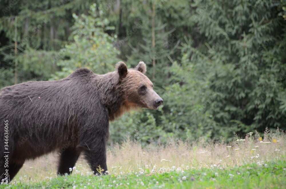 Orsi bruni europei in una radura in mezzo nel bosco tra i monti Carpazi Orsi bruni europei in una radura in mezzo nel bosco tra i monti Carpazi