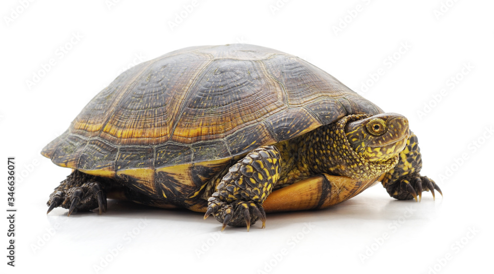 One big turtle. One big turtle.