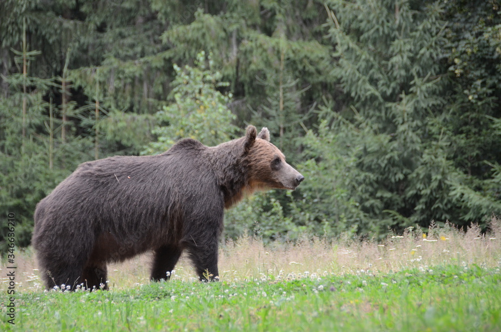 Orsi bruni europei in una radura in mezzo nel bosco tra i monti Carpazi Orsi bruni europei in una radura in mezzo nel bosco tra i monti Carpazi