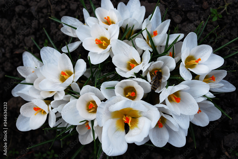 Delicate white crocuses bloom in early spring Delicate white crocuses bloom in early spring