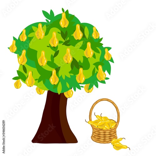 pear, art, basket, design elements, for print, for the kitchen, for web, fresh, healthy food, illustration, isolated, nature, object isolated, yellow, product design, stock, summer, tree, vector, vine