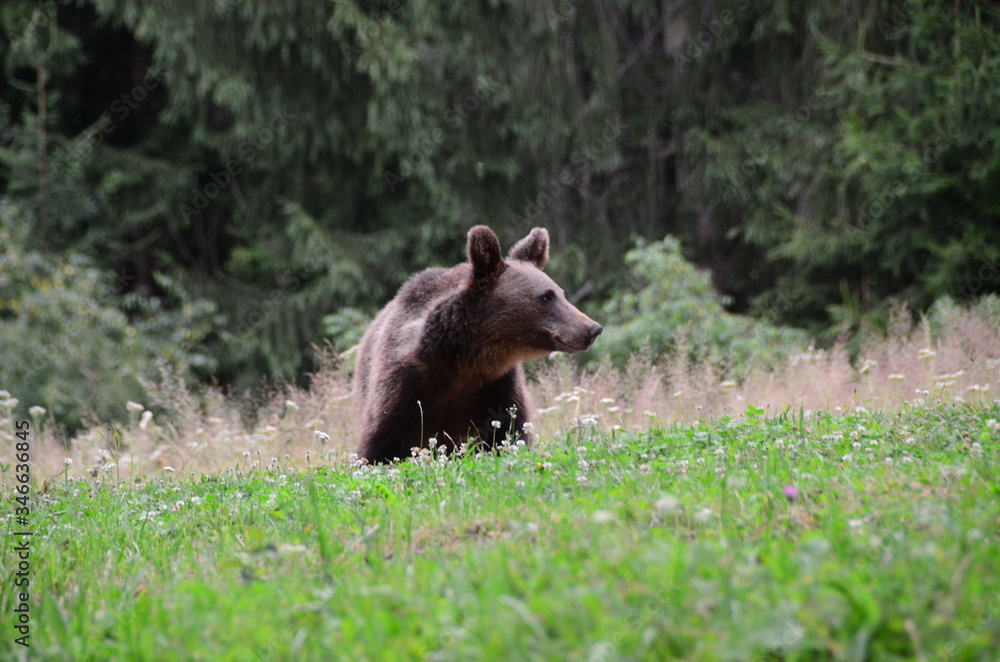 Orsi bruni europei in una radura in mezzo nel bosco tra i monti Carpazi Orsi bruni europei in una radura in mezzo nel bosco tra i monti Carpazi