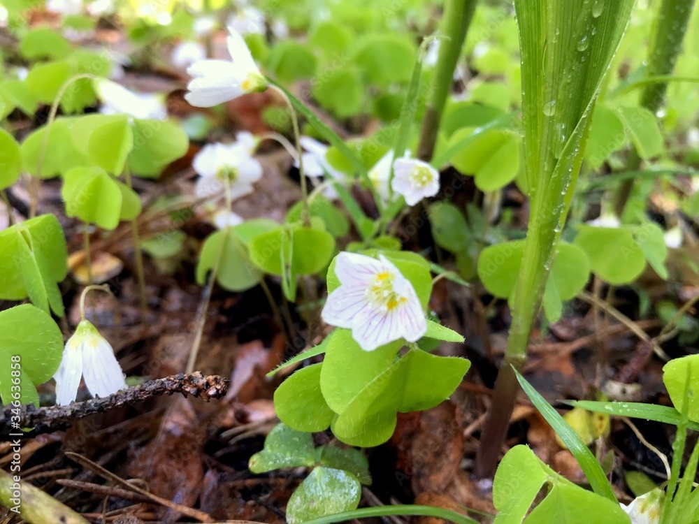 spring flowers after the rain. Macro mode spring flowers after the rain. Macro mode