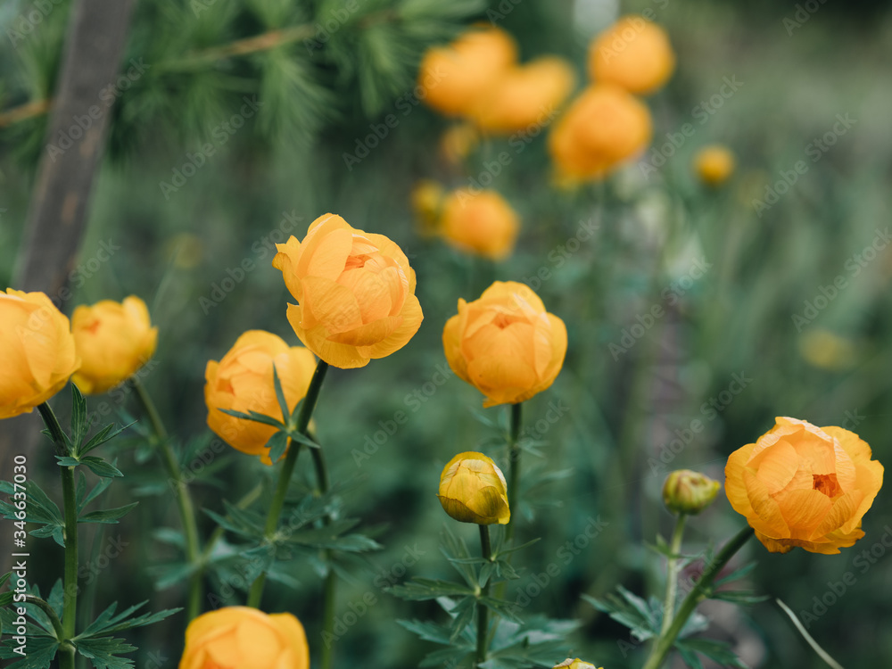Yellow flowers bloom in summer. Green background. A lot of greenery. Sunny weather. The background is blurred. Yellow flowers bloom in summer. Green background. A lot of greenery. Sunny weather. The background is blurred.