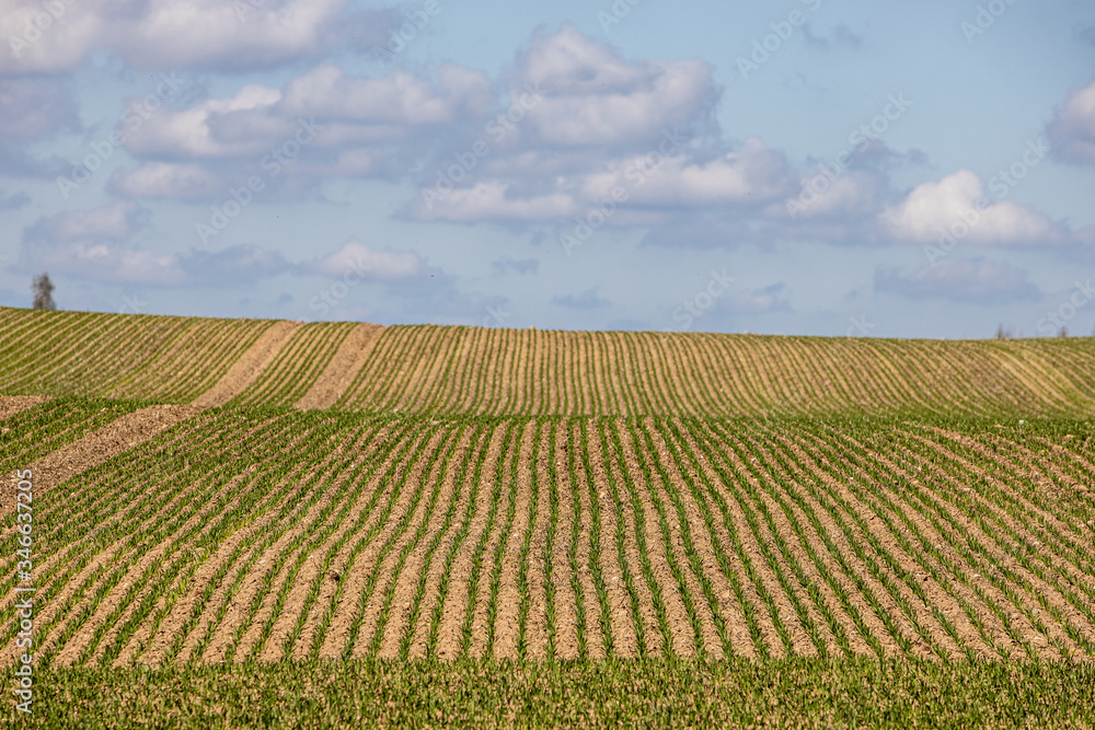 Young crop draws green lines  across field during spring