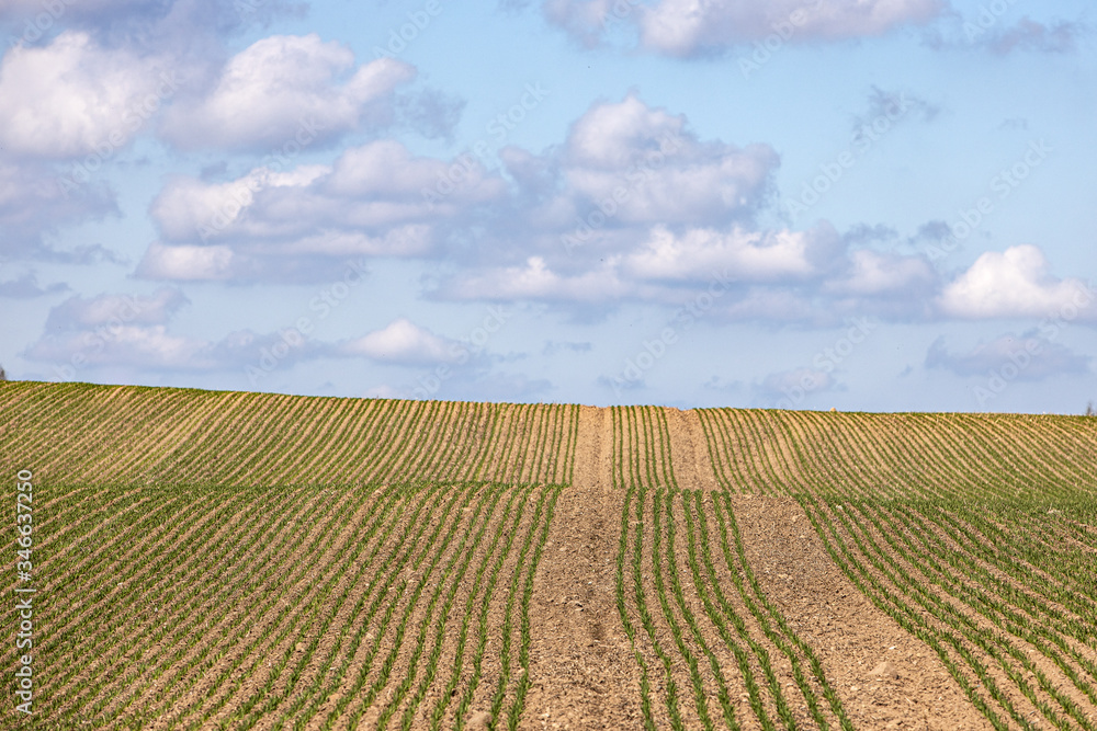 Young crop draws green lines  across field during spring