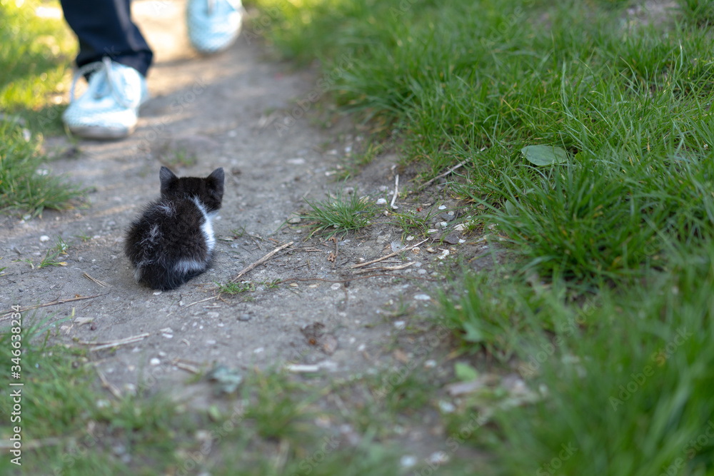 Obraz premium Little kitten is waiting for human help.