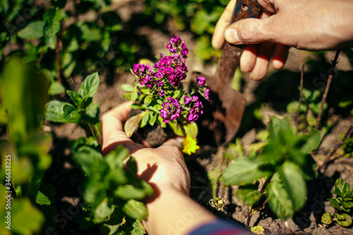 Closeup of woman's hands planting purple flower into the ground in her home garden helping with a trowel. A gardener transplant the plant on a bright sunny day. Horticulture and gardening concept.