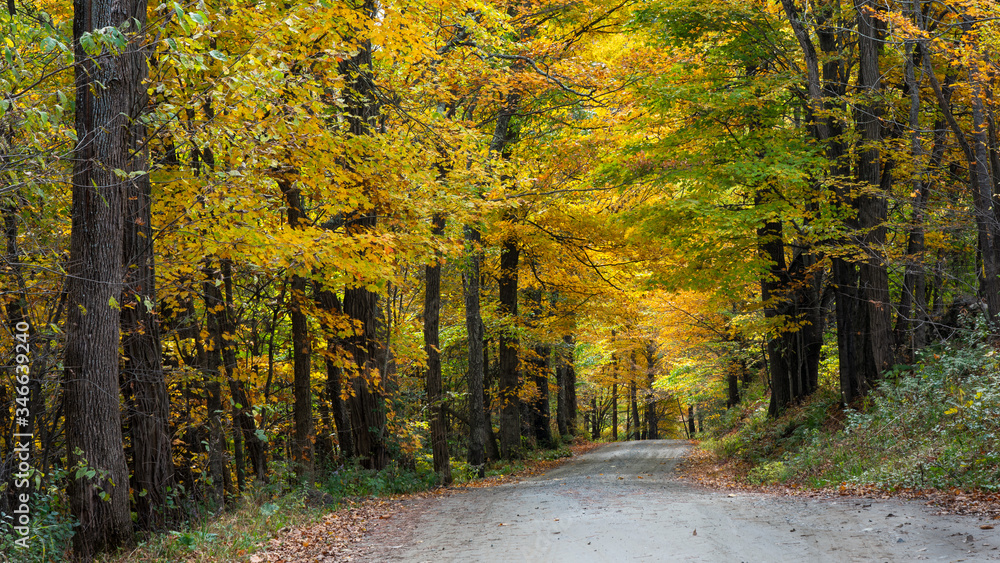 Fototapeta premium Brilliant maple tree colors in Vermont Countryside road and farm in Autumn near Woodstock