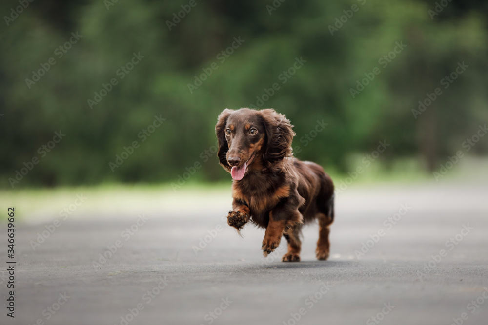 dog on nature in the park. Dachshund puppy. Pet for a walk