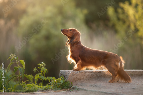 dog on nature in the park. Dachshund puppy. Pet for a walk