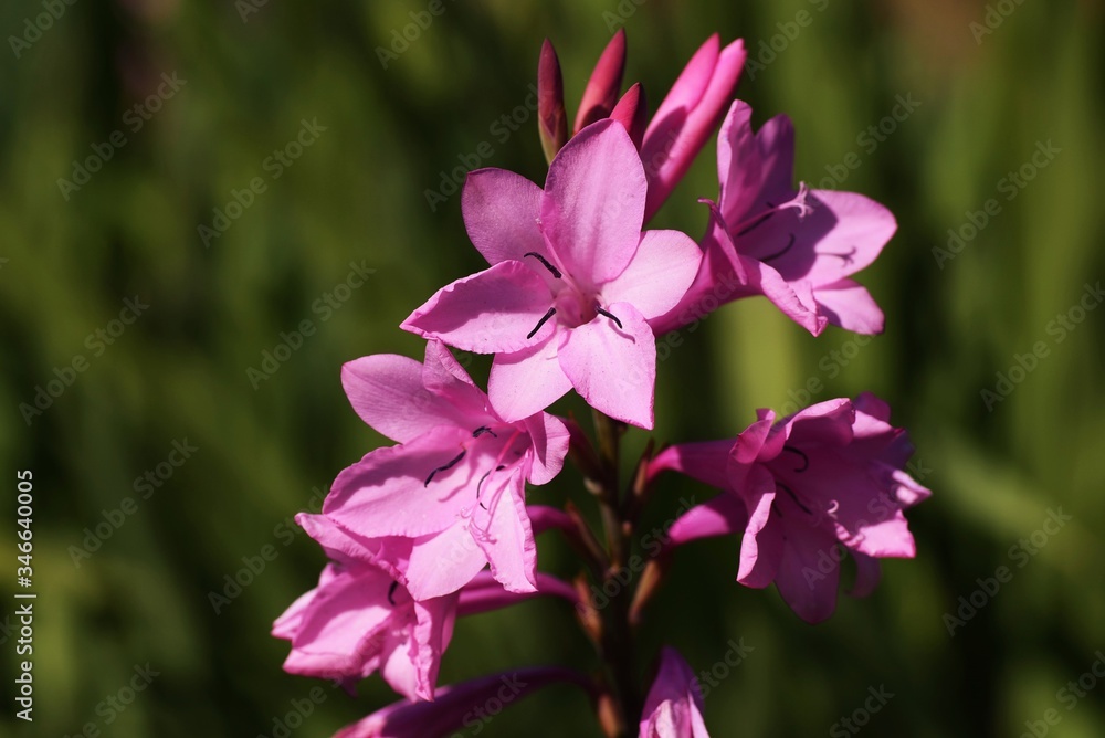 Gladiolus flowers / Iridaceae bulbous plant