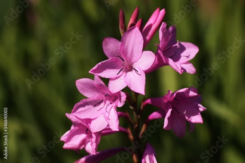 Gladiolus flowers / Iridaceae bulbous plant © tamu