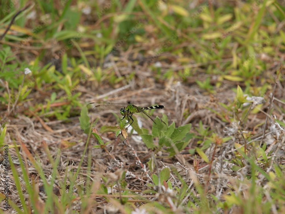green dragonfly in the grass green dragonfly in the grass