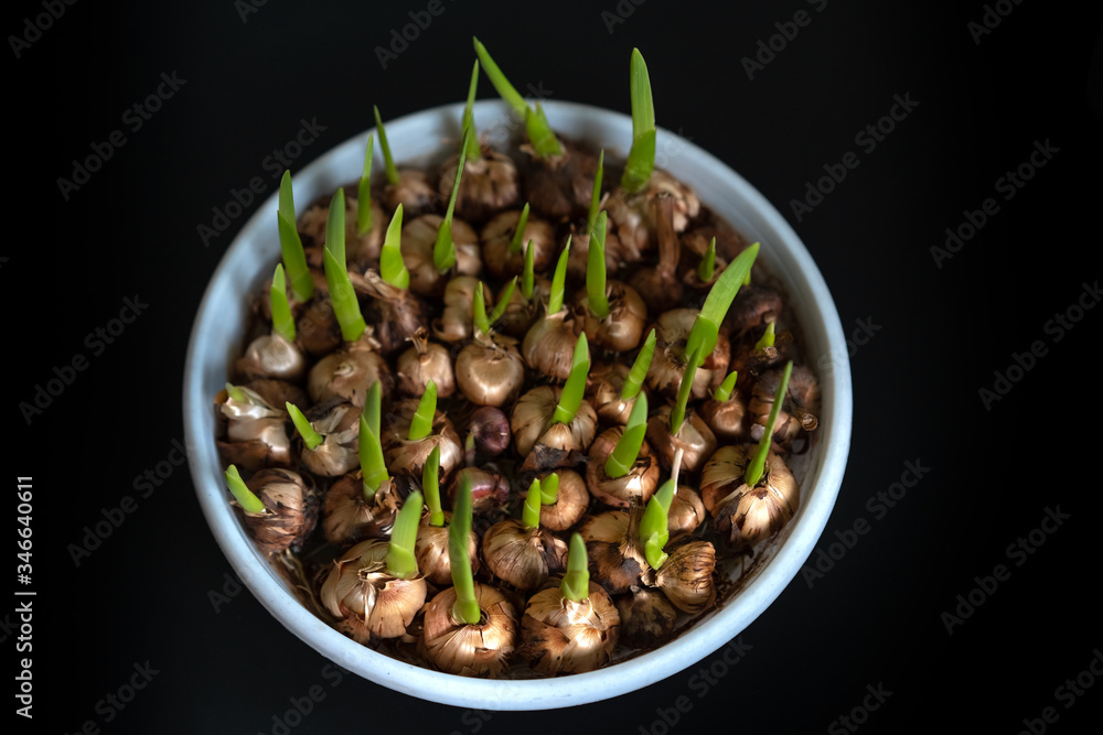Flower bulbs begin to grow