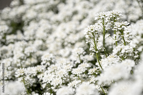 Nice flower Iberis in the garden with unfocused background © Sergii