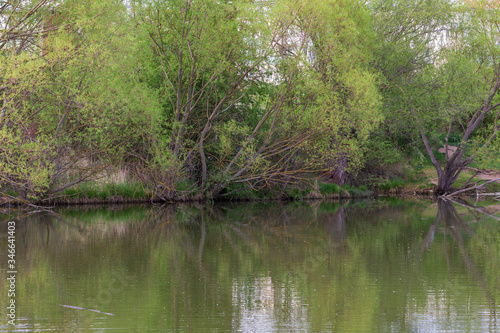 Trees that bend over the water of the pond. The branches are reflected in the water.