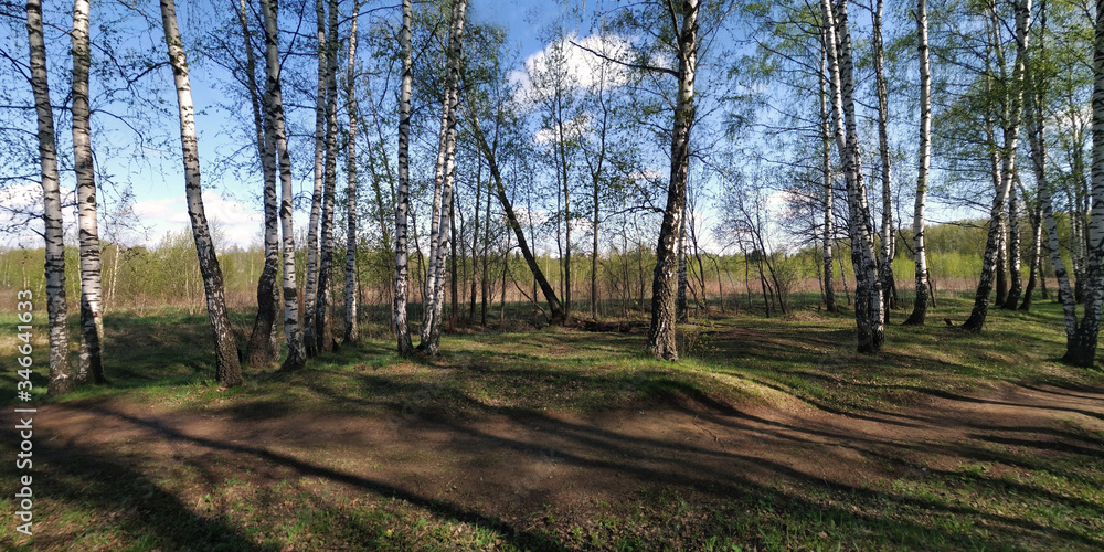 Spring walks in the forest. Spring walks in the forest.