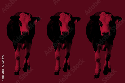 Colorcows