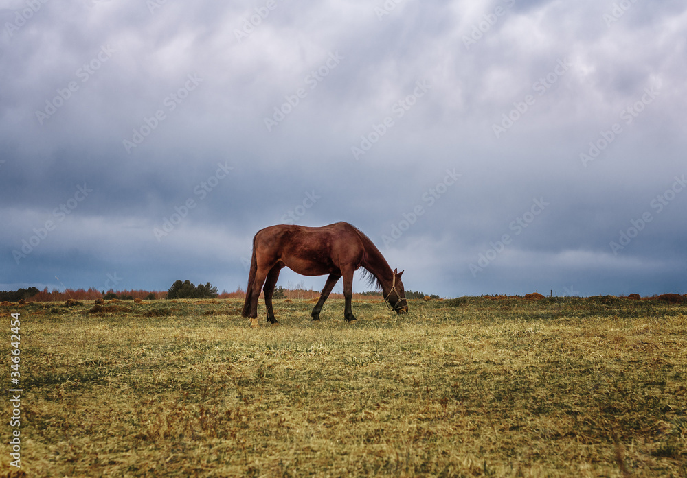 A brown horse grazes in a meadow in cloudy weather.