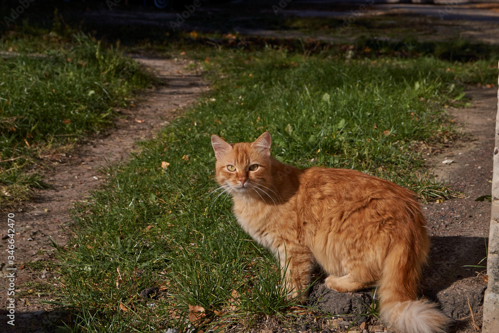 The cat walks on the lawn in the rays of the autumn sun. The cat walks on the lawn in the rays of the autumn sun.