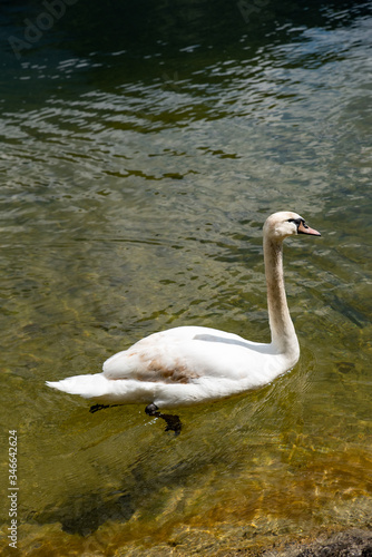 swan on a lake