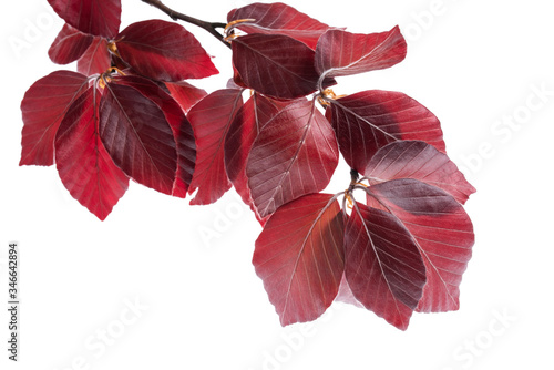 Close-up twig of copper beech tree isolated on white background in springtime