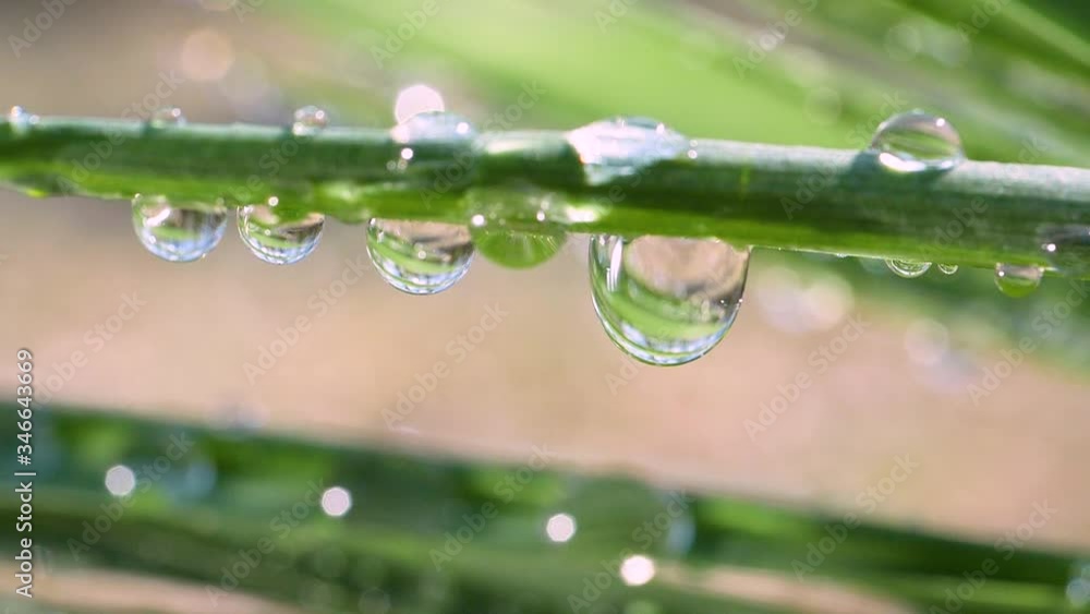 Green grass in nature with raindrops Green grass in nature with raindrops