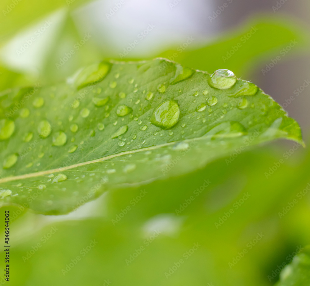 Fototapeta premium Light green pear leaves and water drops during rain, photo with selective focus.