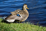 Closeup photo of a duck standing near the river in a sunny day