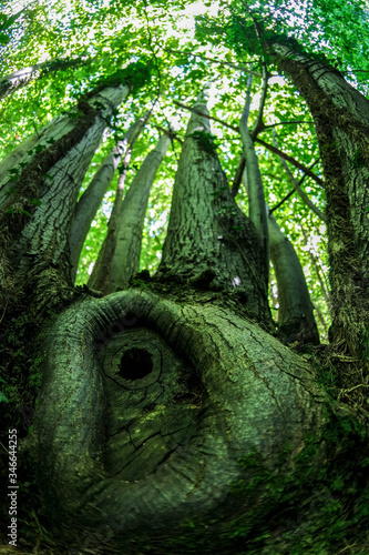 Tree in the forest