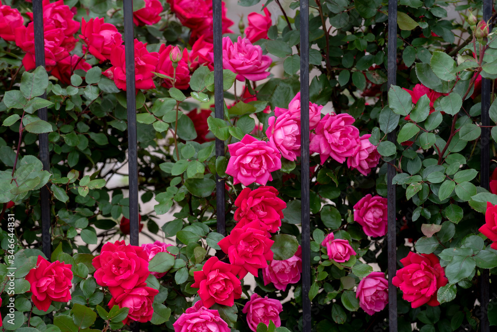 Escape of the roses Escape of the roses
