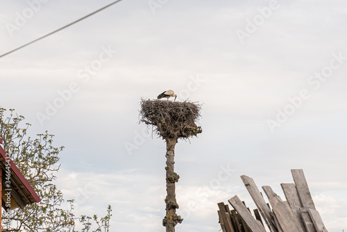 Stork in the nest on a tall tree with a sky on the background