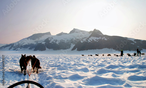 Obraz na plátne sled dogs on a mountain