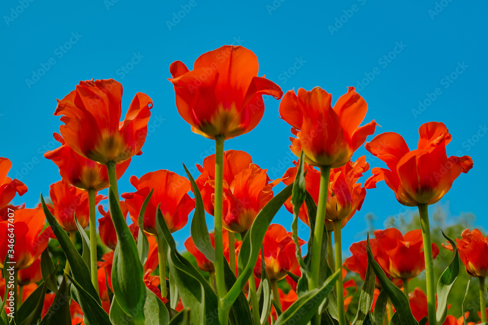 Fototapeta premium Tulip reddish yellow flowers garden spring background, pattern or texture.